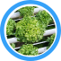 Aeroponics Hydroponics RO System